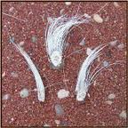clumps of hair loss